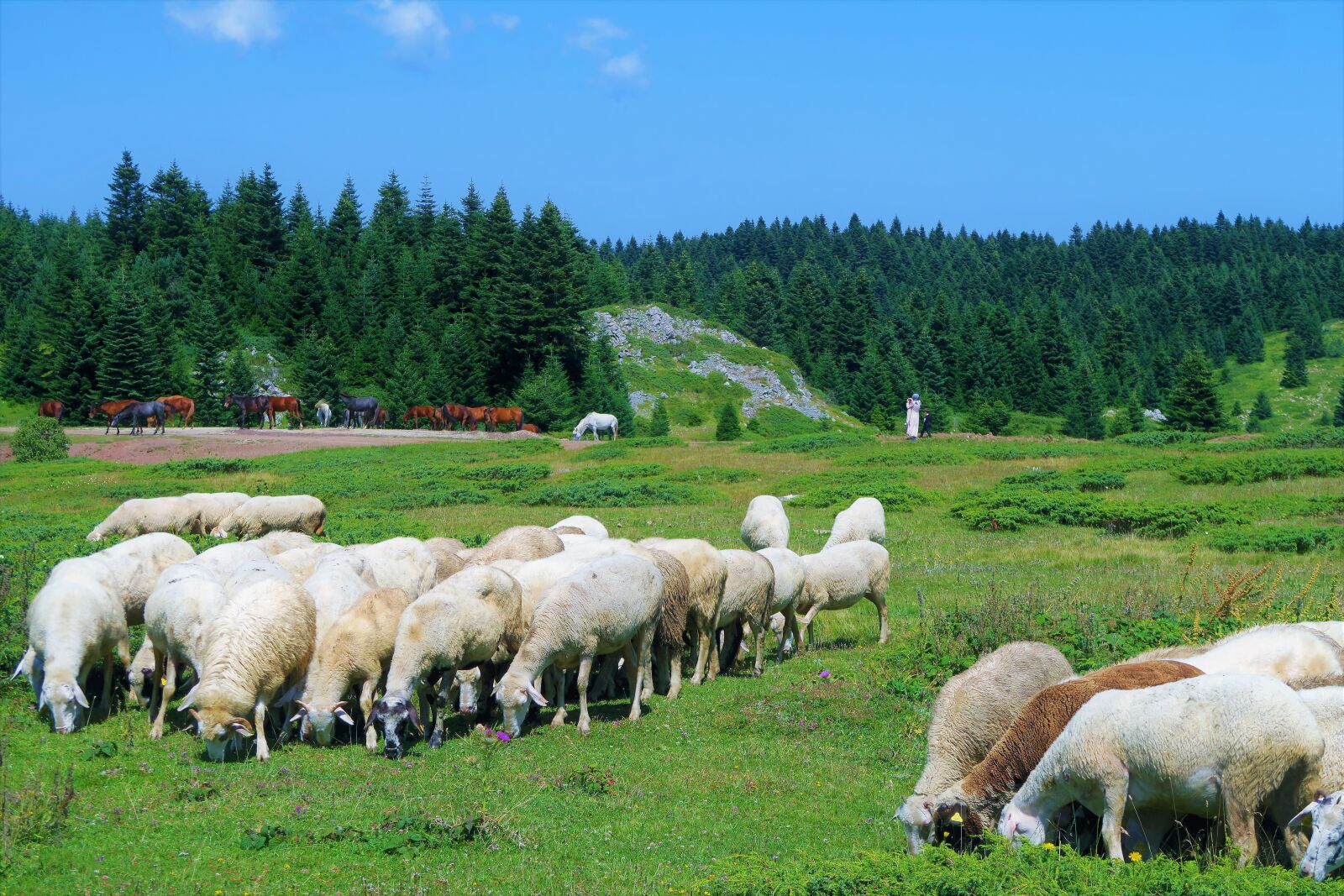 Canon PowerShot G7 X sample photo. Sheeps, grassland, nature photography