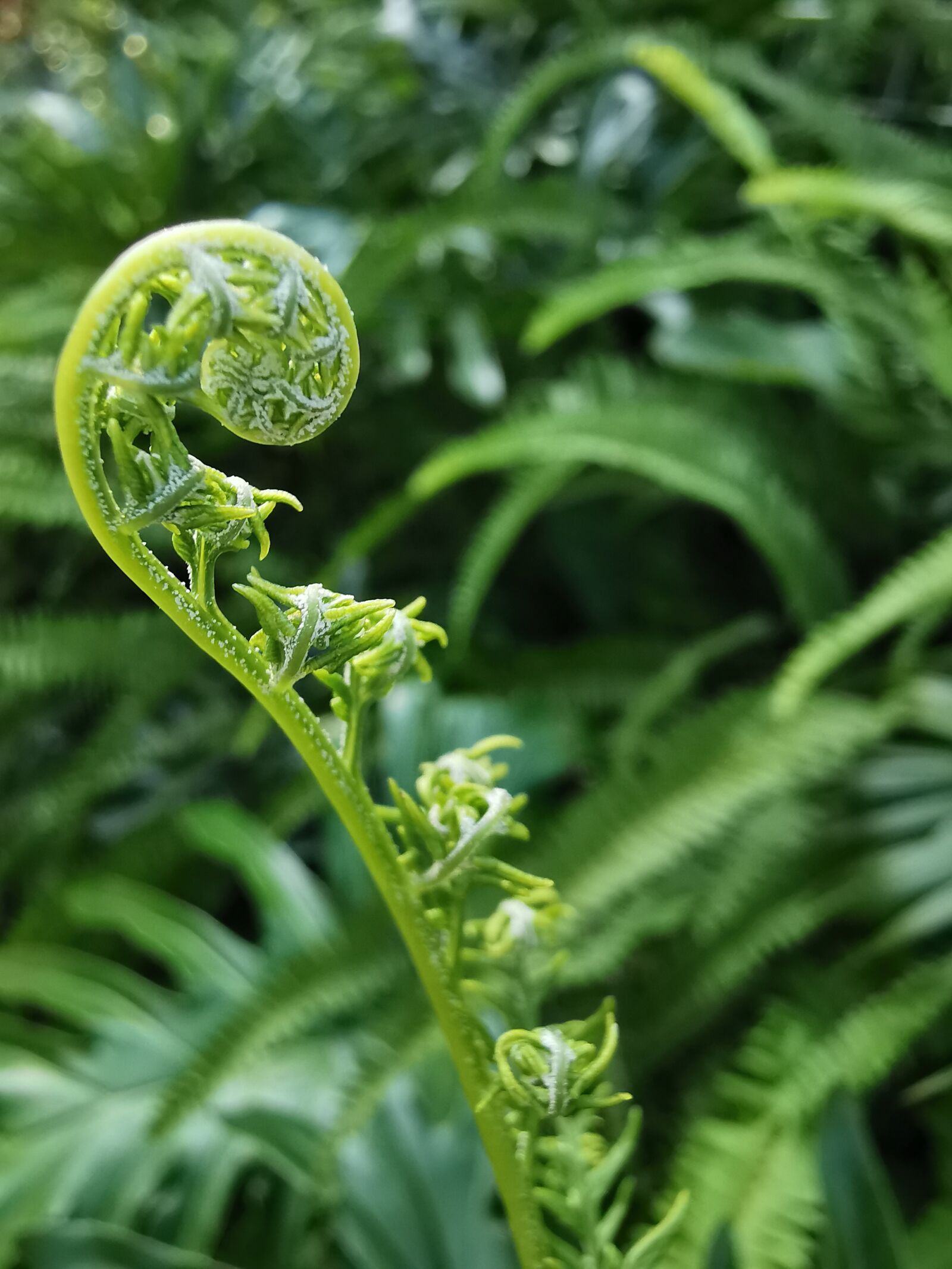 HUAWEI P30 Pro sample photo. Jurassic, fern, green photography
