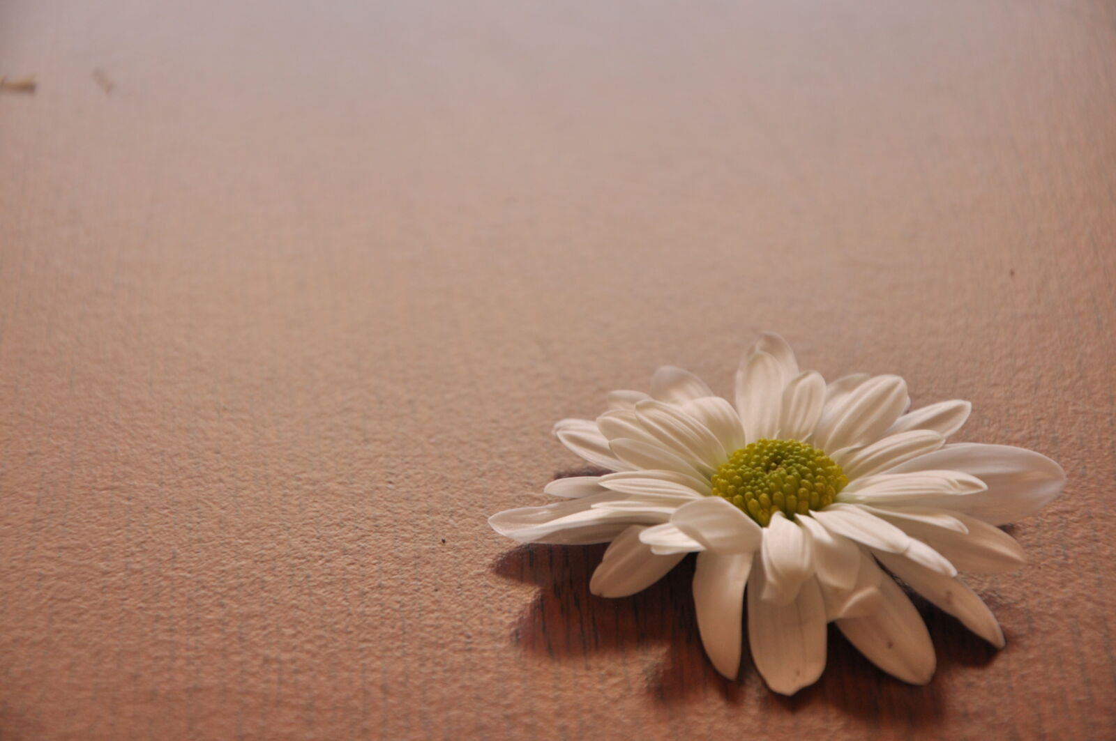 Nikon D90 sample photo. Close, up, of, daisy photography