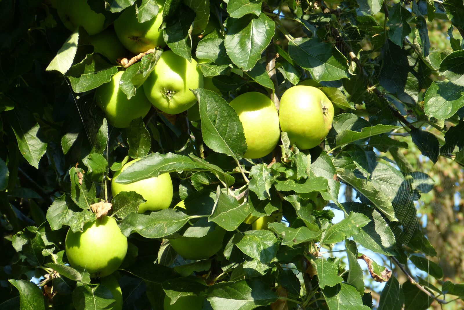 Panasonic Lumix DMC-FZ150 sample photo. Apple, apple tree, fruit photography