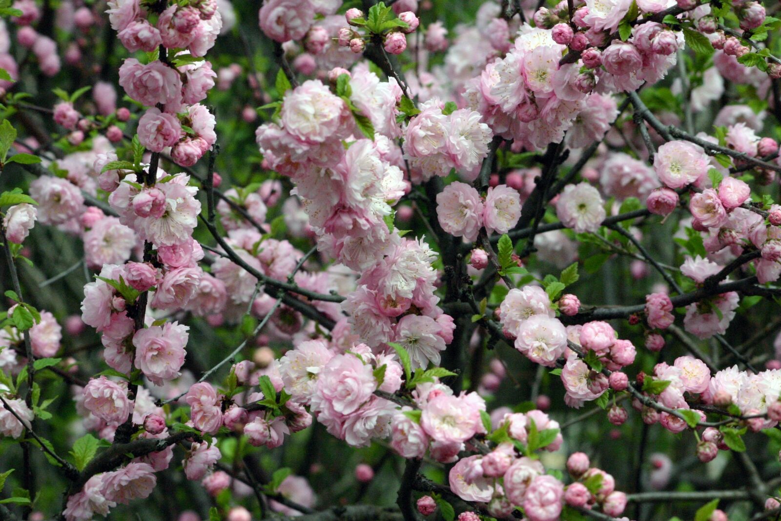 Canon EOS 300D (EOS Digital Rebel / EOS Kiss Digital) sample photo. Flower, shrub, spring photography
