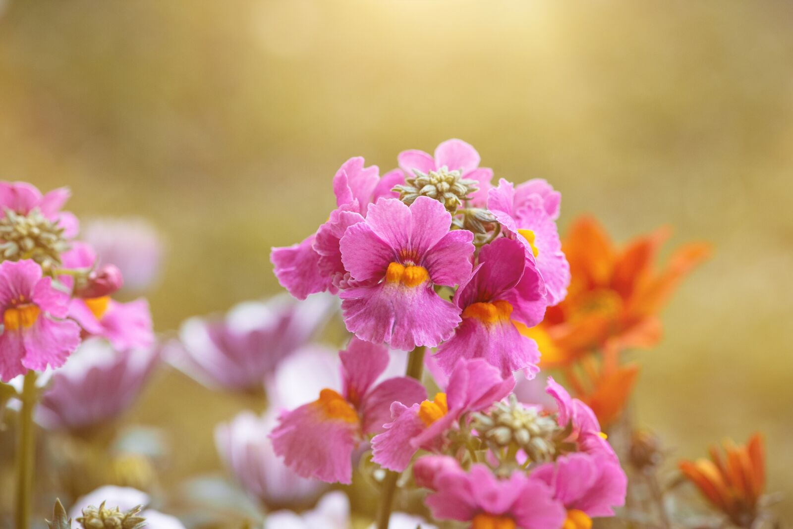 Nikon D750 sample photo. Flowers, garden, garden flowers photography