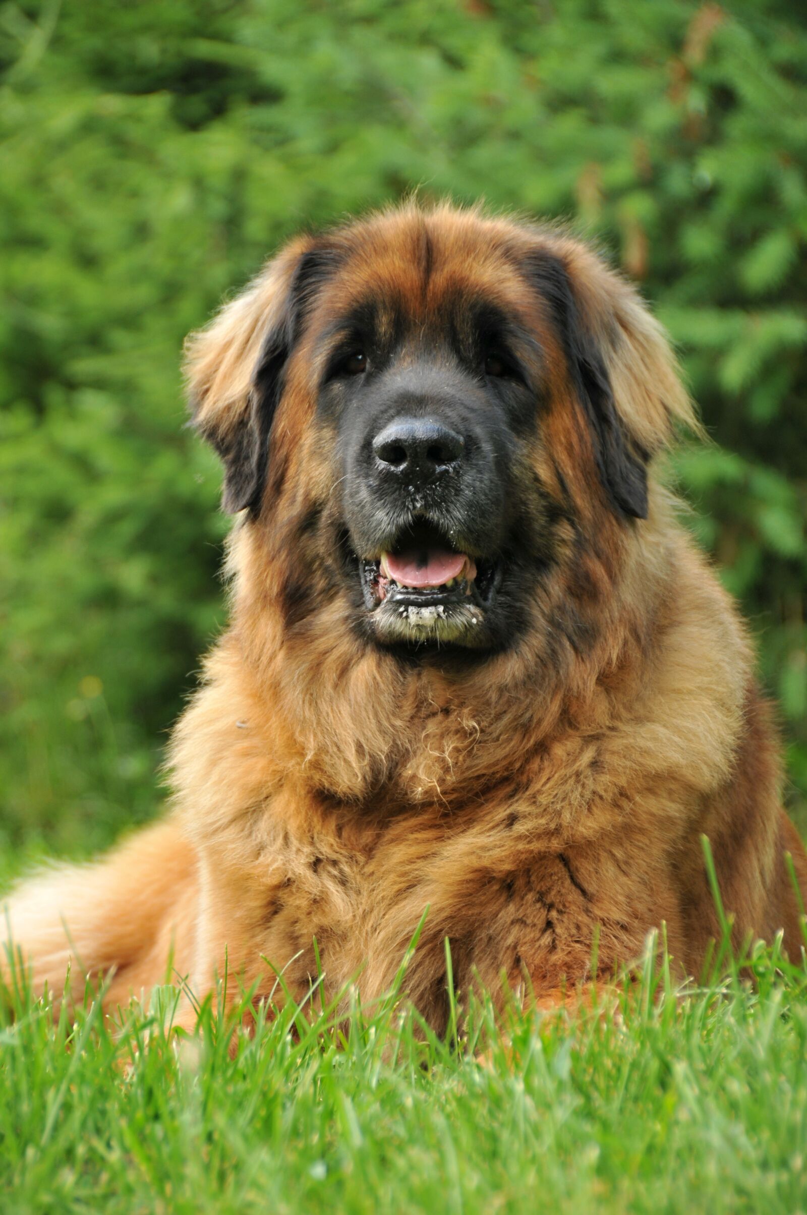 Nikon D300 sample photo. Leonberger, dog, pet photography