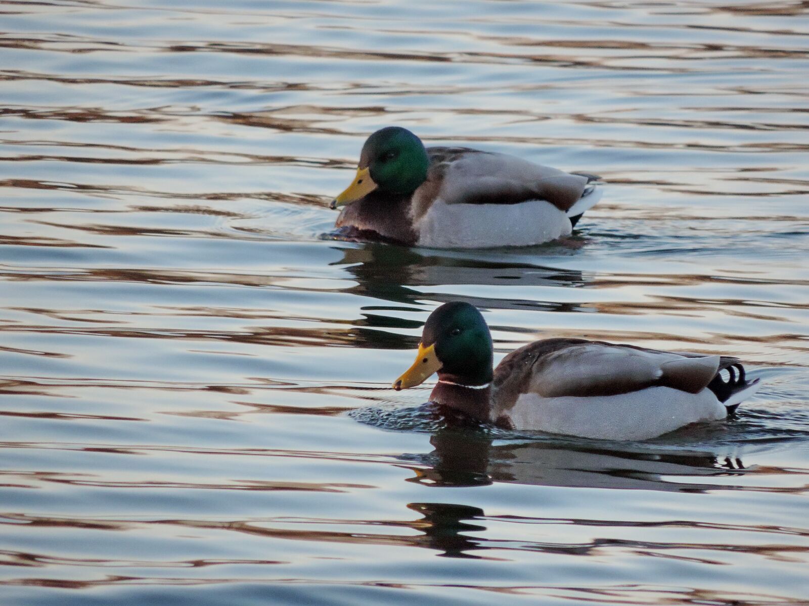 Nikon Coolpix P520 sample photo. Bird, waterfowl, water, lake photography