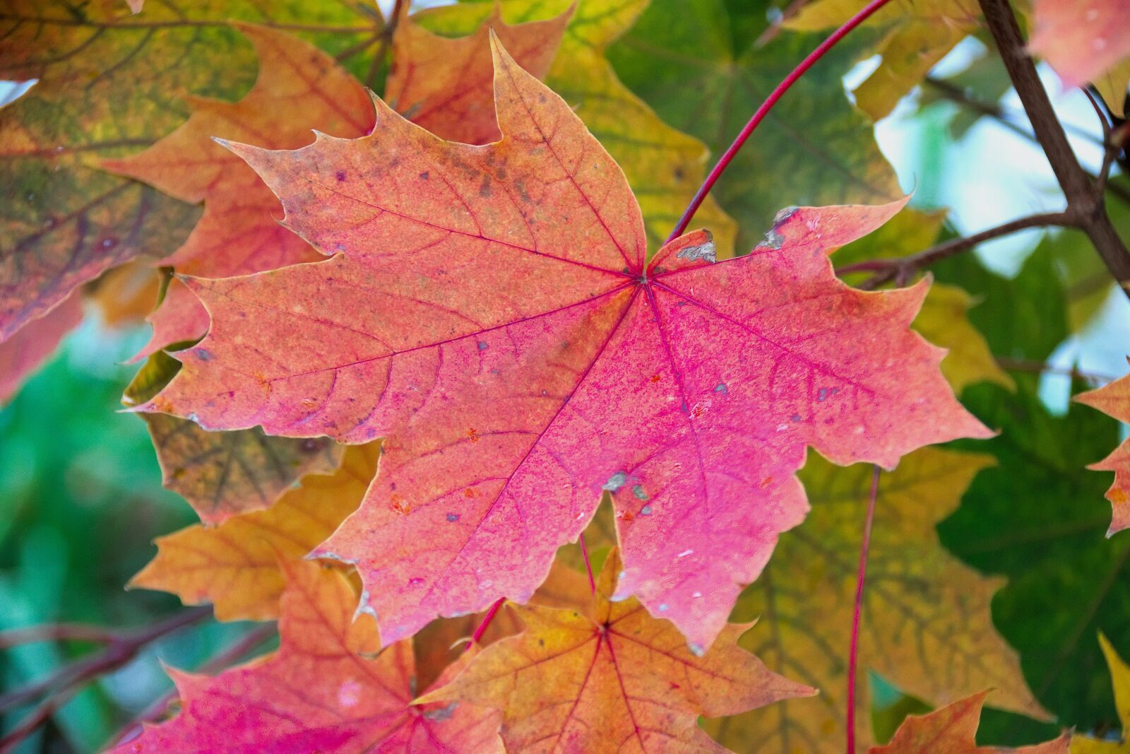 Nikon D3300 sample photo. Leaf, clone, autumn leaf photography