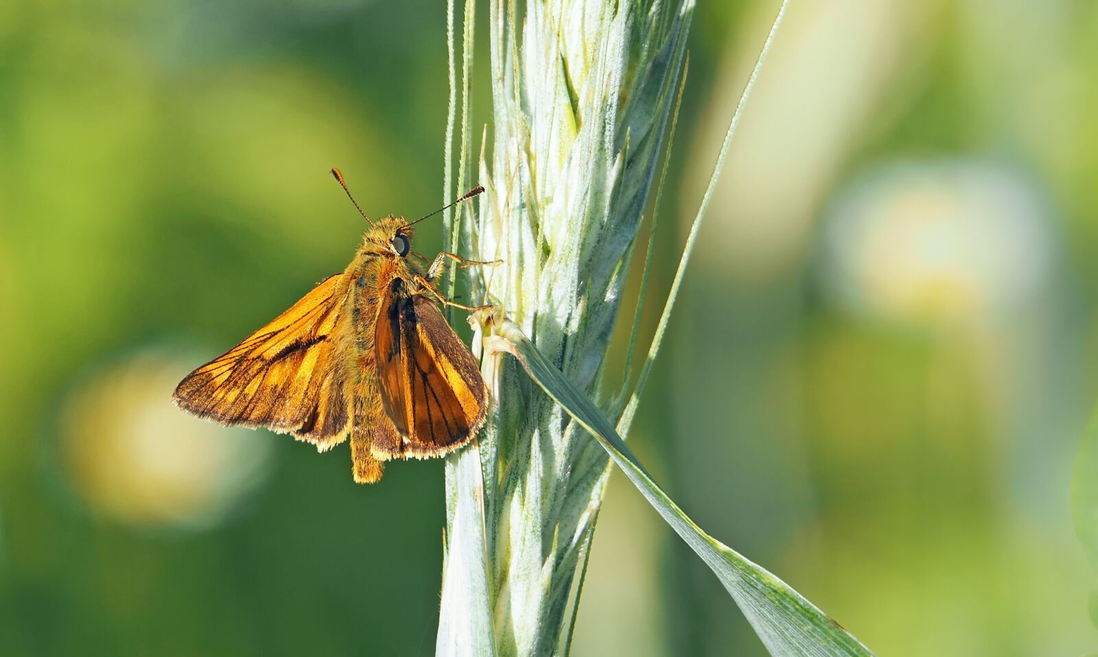Olympus OM-D E-M1 + Olympus M.Zuiko ED 75-300mm F4.8-6.7 II sample photo. Skipper, butterfly, insect photography