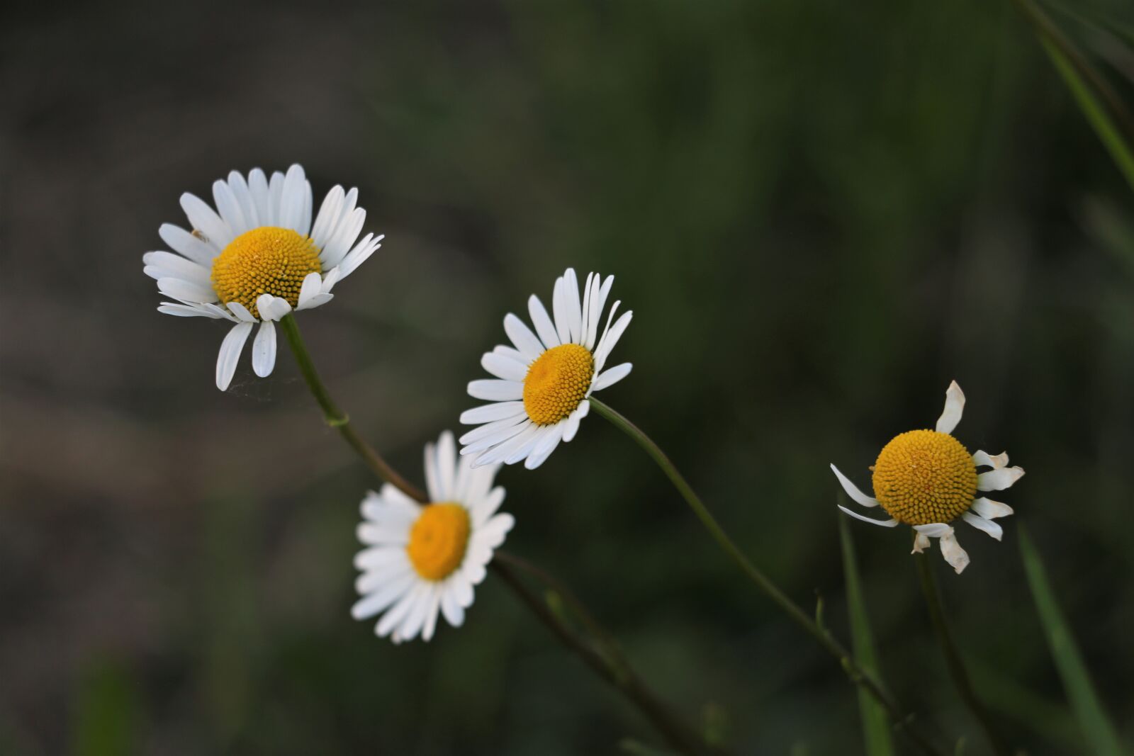 Canon EOS 6D + Canon EF 70-300 F4-5.6 IS II USM sample photo. Daisy, flowers, blooming photography