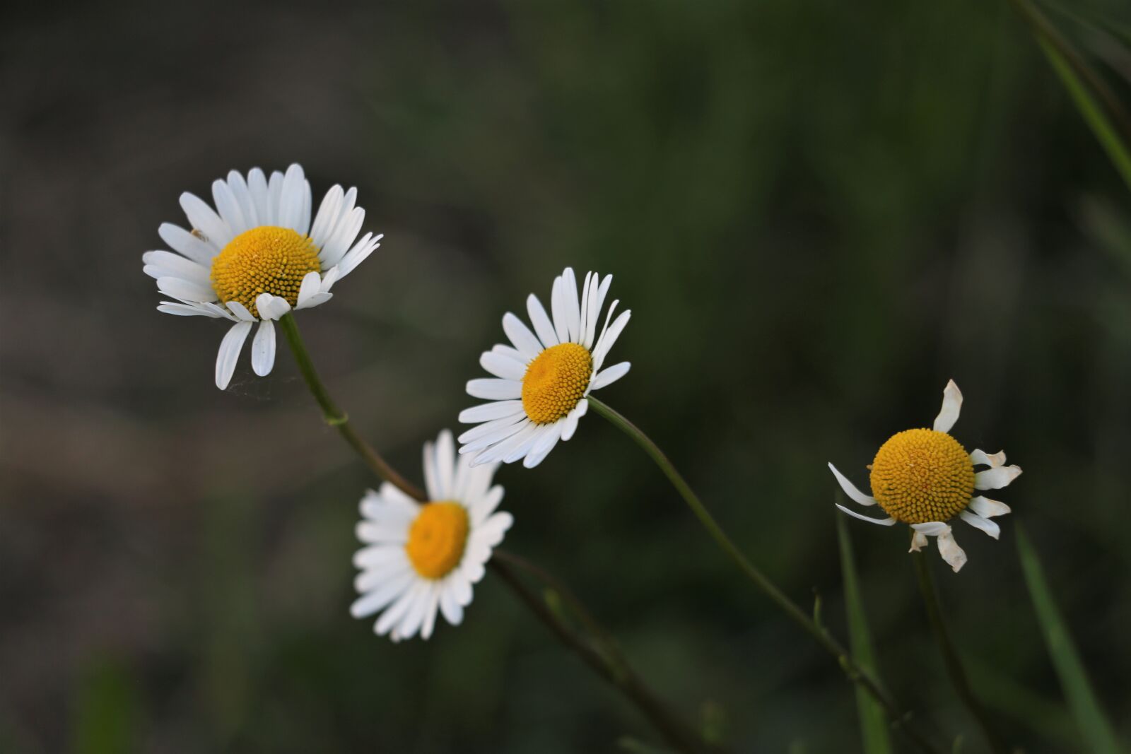 Canon EF 70-300 F4-5.6 IS II USM sample photo. Daisy, flowers, blooming photography