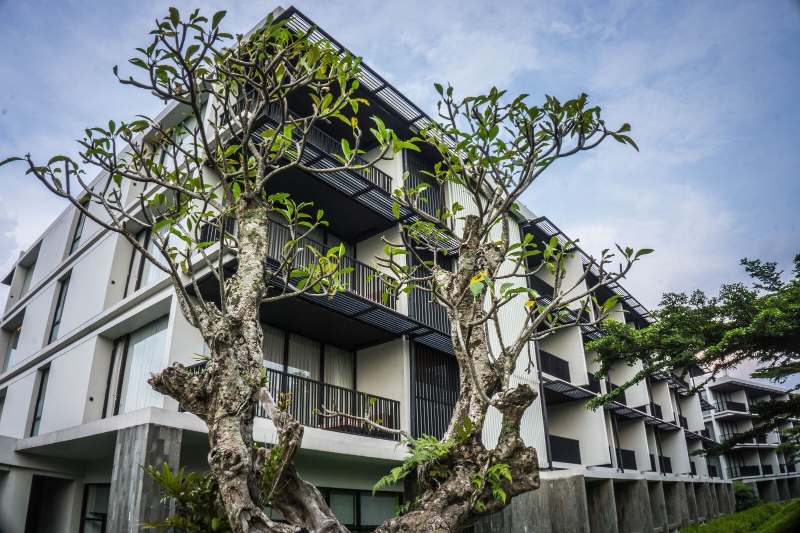 Sony a6000 sample photo. Hotel, tree, building photography
