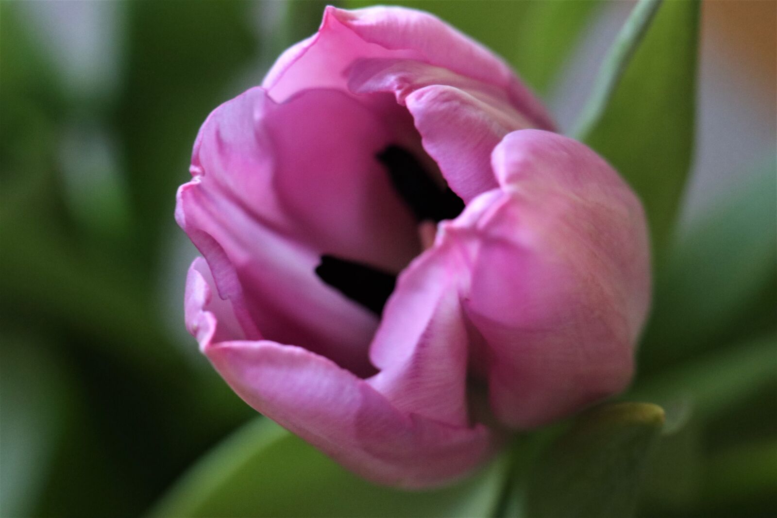 Canon EOS M6 sample photo. Flower, tulip, pink photography