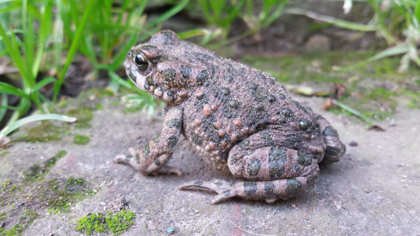 Samsung Galaxy S4 sample photo. Frog, toad, nature photography