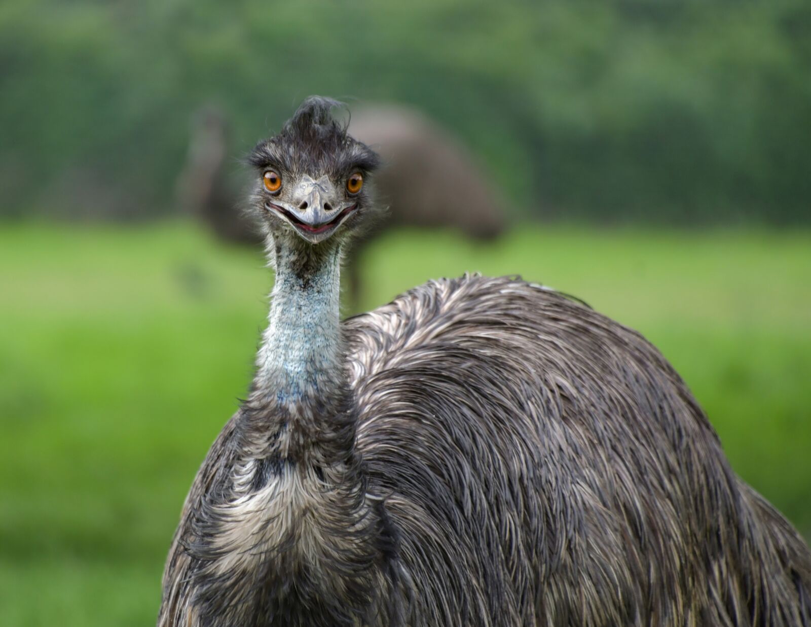 Nikon D500 sample photo. Emu, smile, bird photography