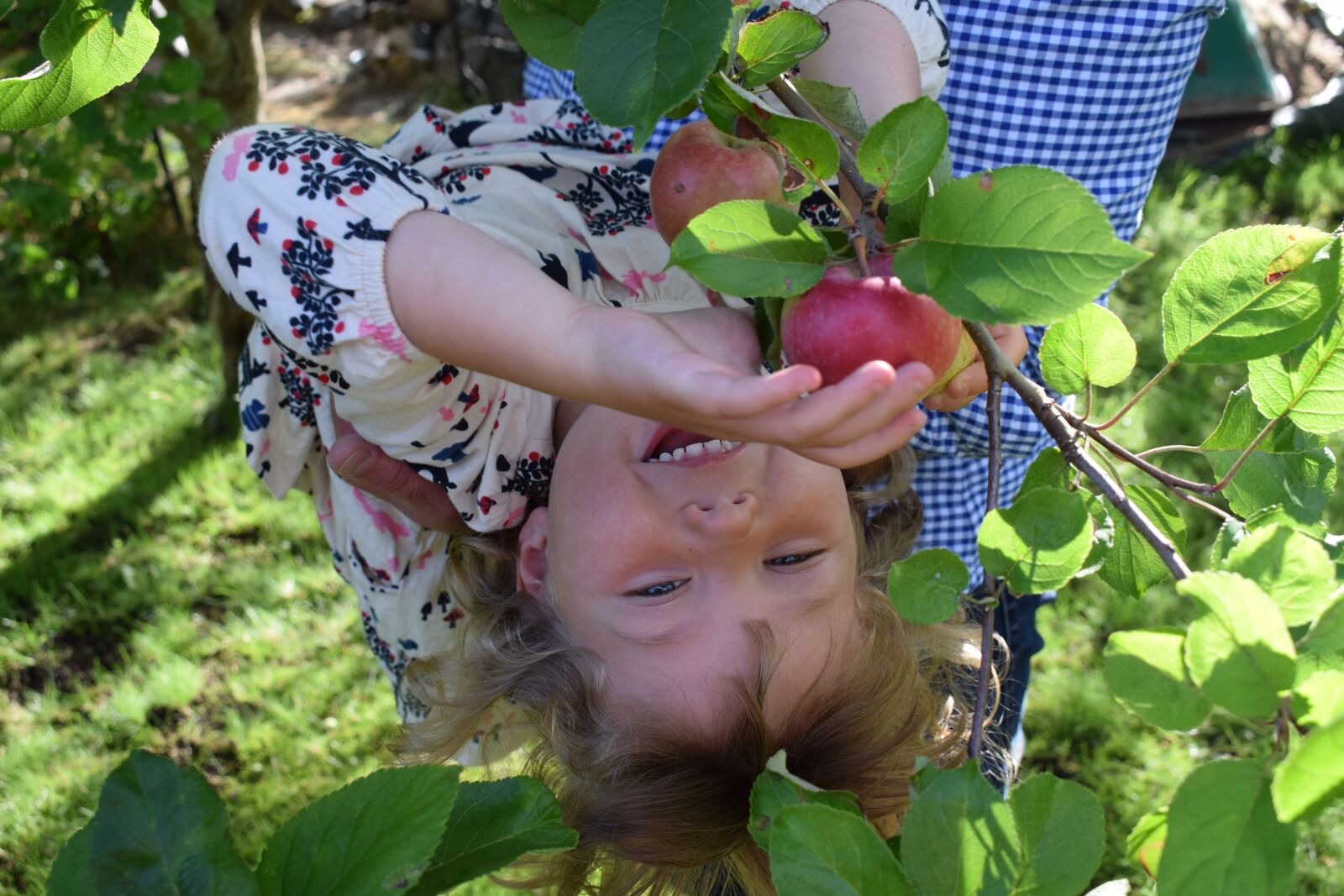 Nikon D3300 sample photo. Children, garden, apple photography