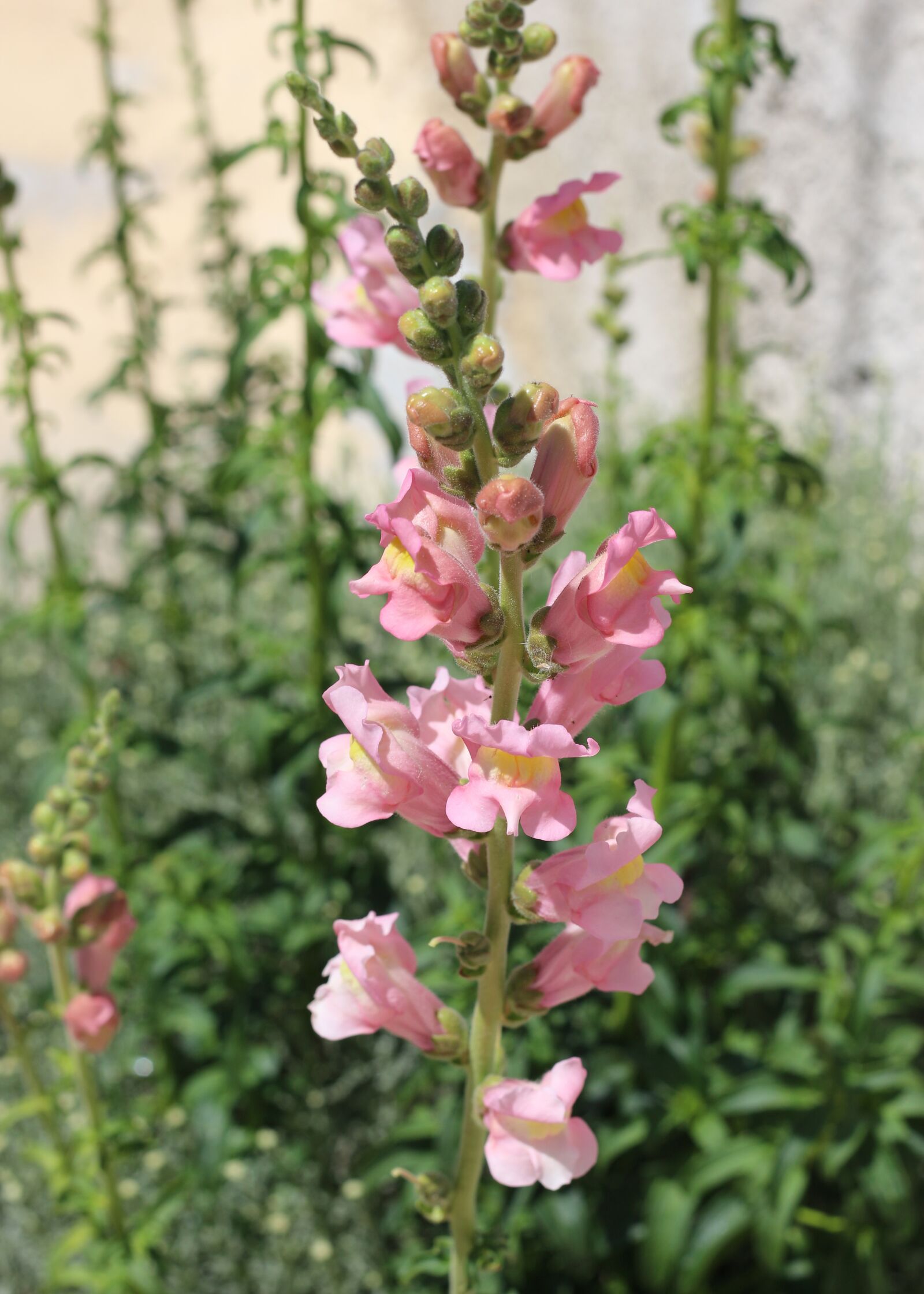 Canon EOS 700D (EOS Rebel T5i / EOS Kiss X7i) sample photo. Snapdragon, flowers, pink flowers photography