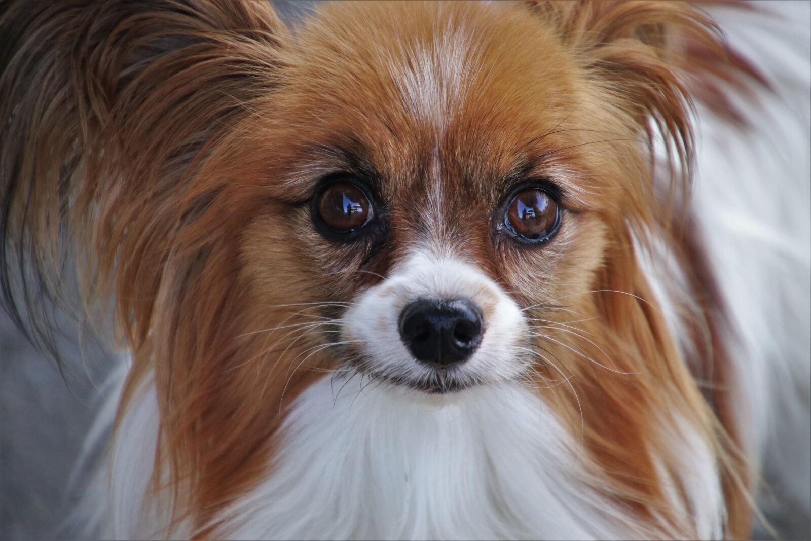 Canon EOS 80D sample photo. Dog, musings, papillon photography