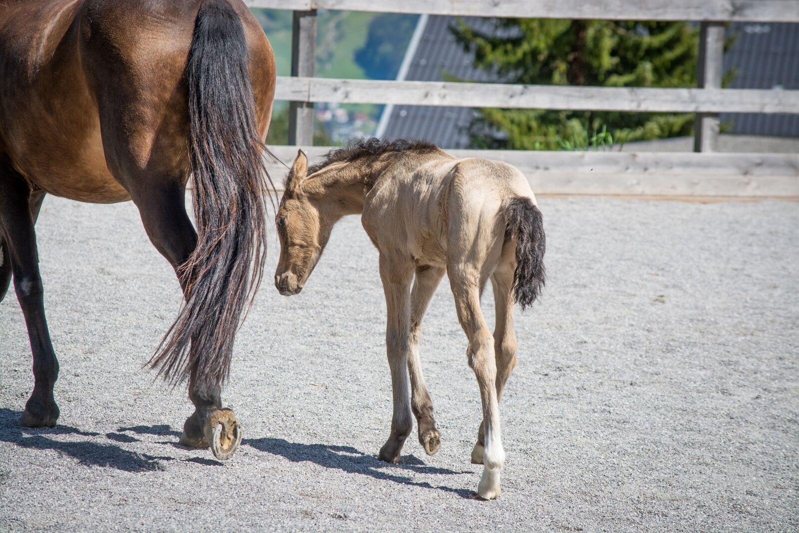 Nikon D7100 sample photo. Foal, horse, pony photography