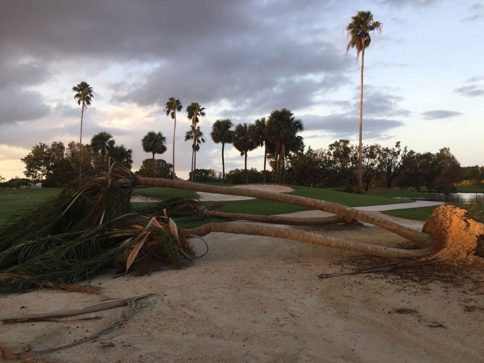 Apple iPhone 6 sample photo. Hurricane, storm damage, storm photography