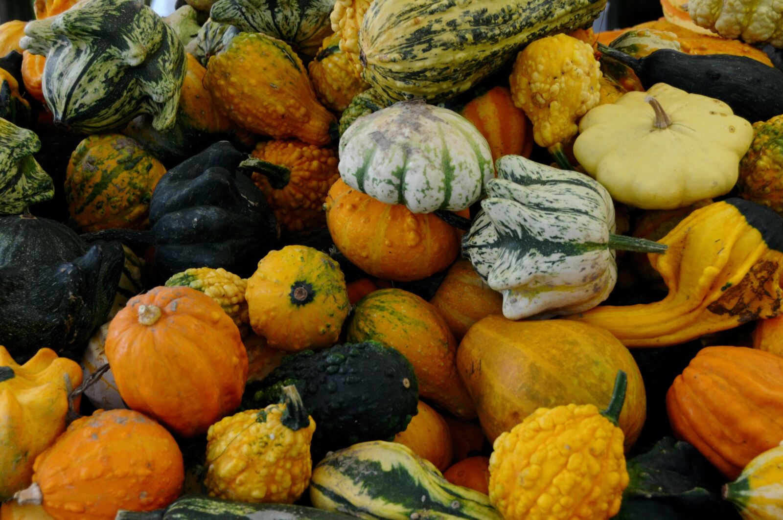 Nikon D300 sample photo. Pumpkins, autumn, fruit photography
