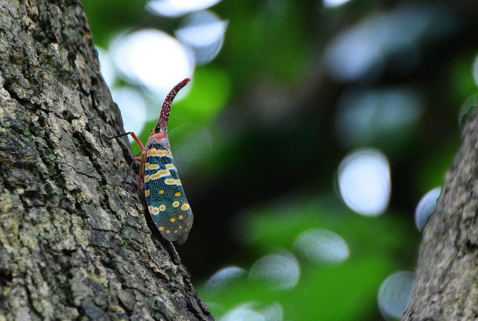Nikon D5100 sample photo. Insect, weevil, the tree photography