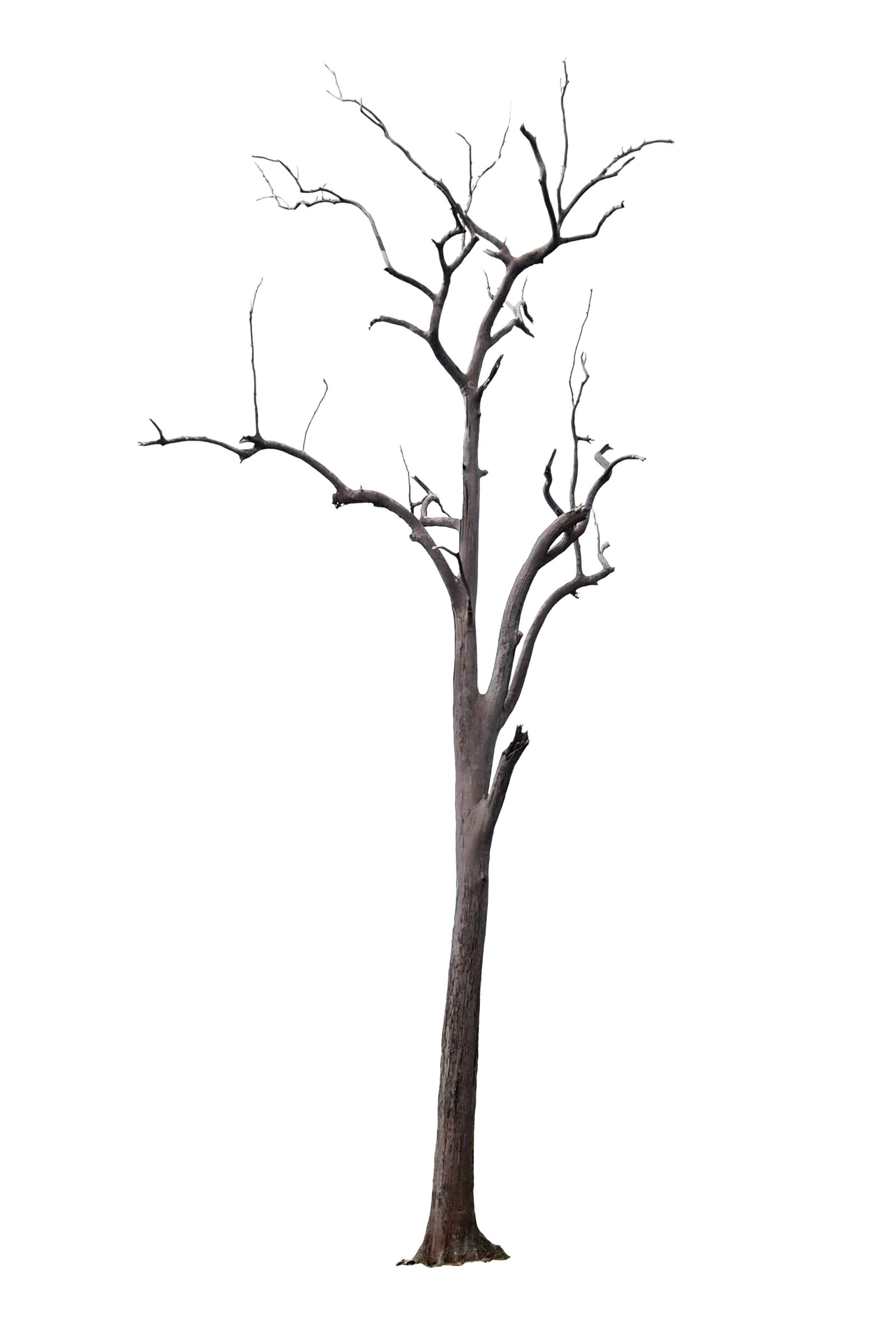Olympus PEN E-P3 sample photo. Tree, dead, gumtree photography