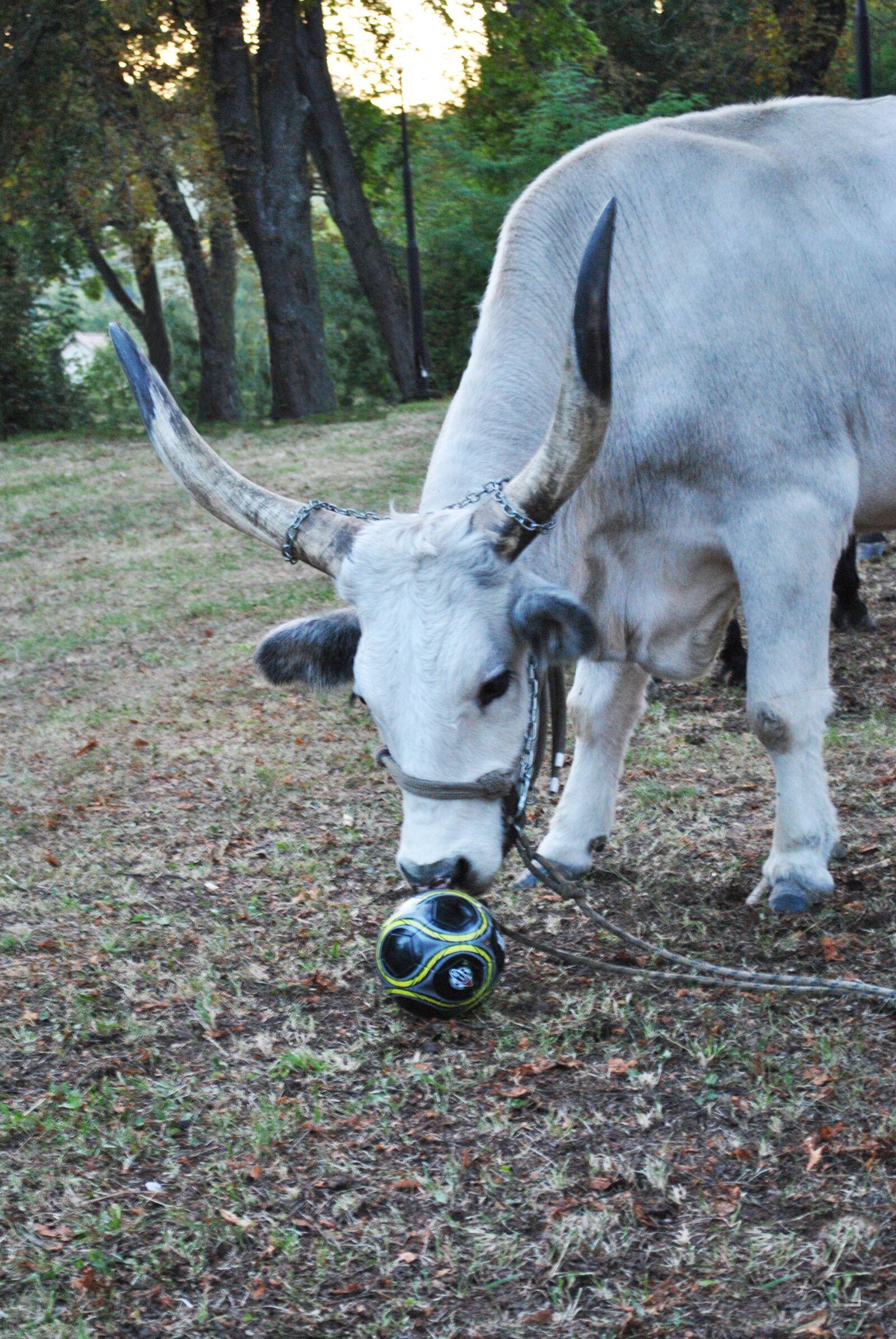 Nikon D3000 sample photo. Beef, grey cattle, game photography