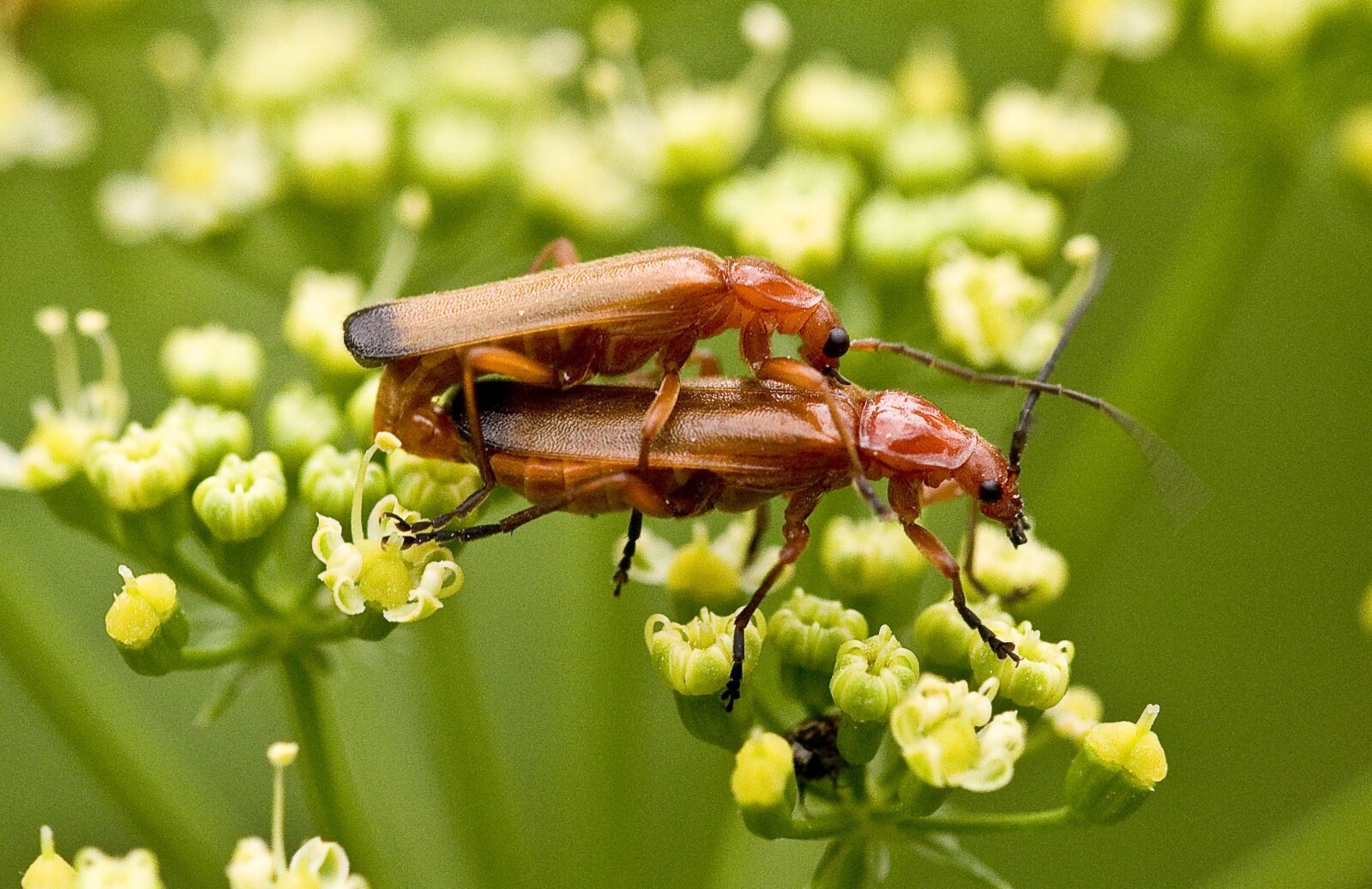 Nikon D90 sample photo. Nature, insect, close up photography