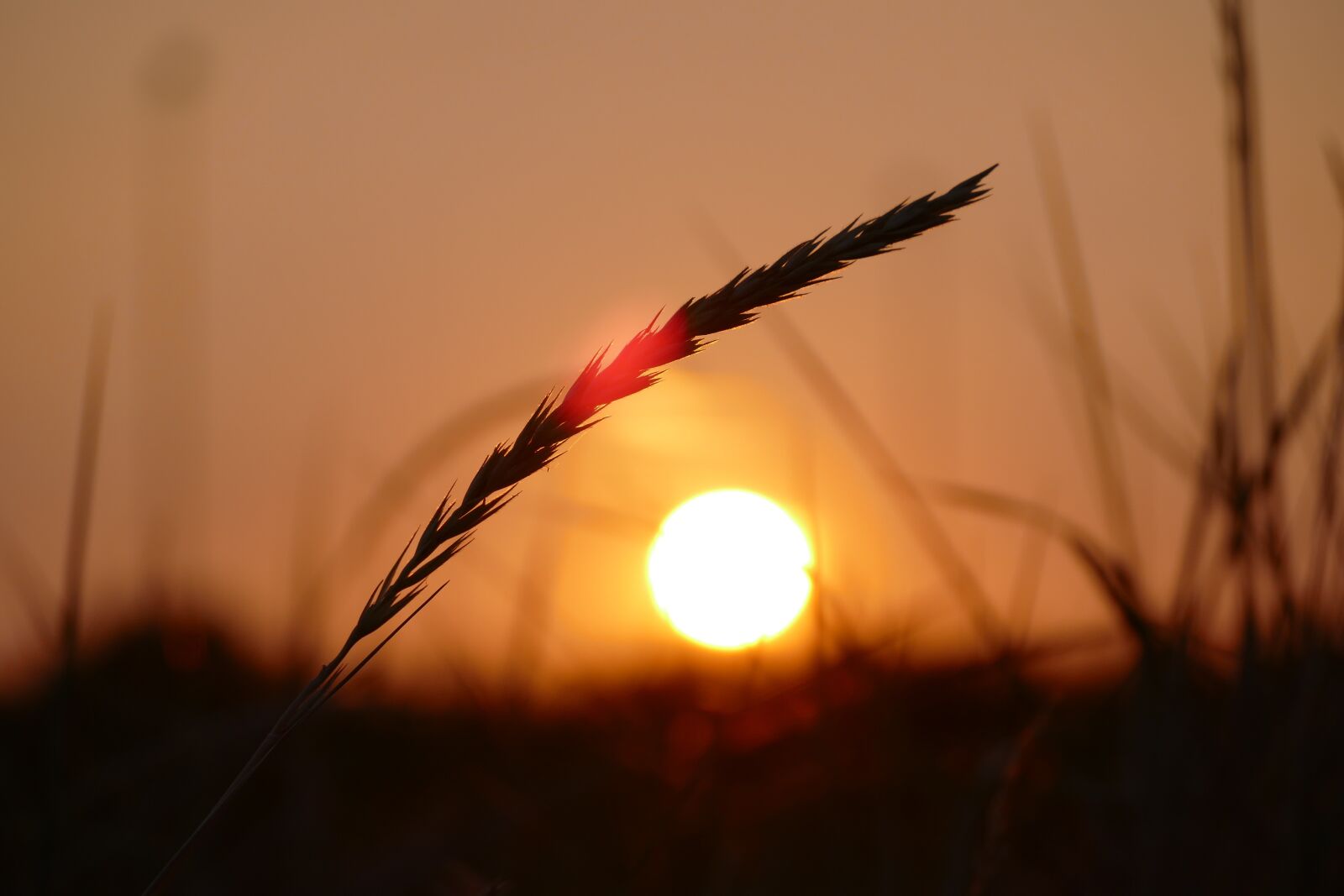 Panasonic Lumix DMC-FZ1000 sample photo. Grain, sunset, scene photography