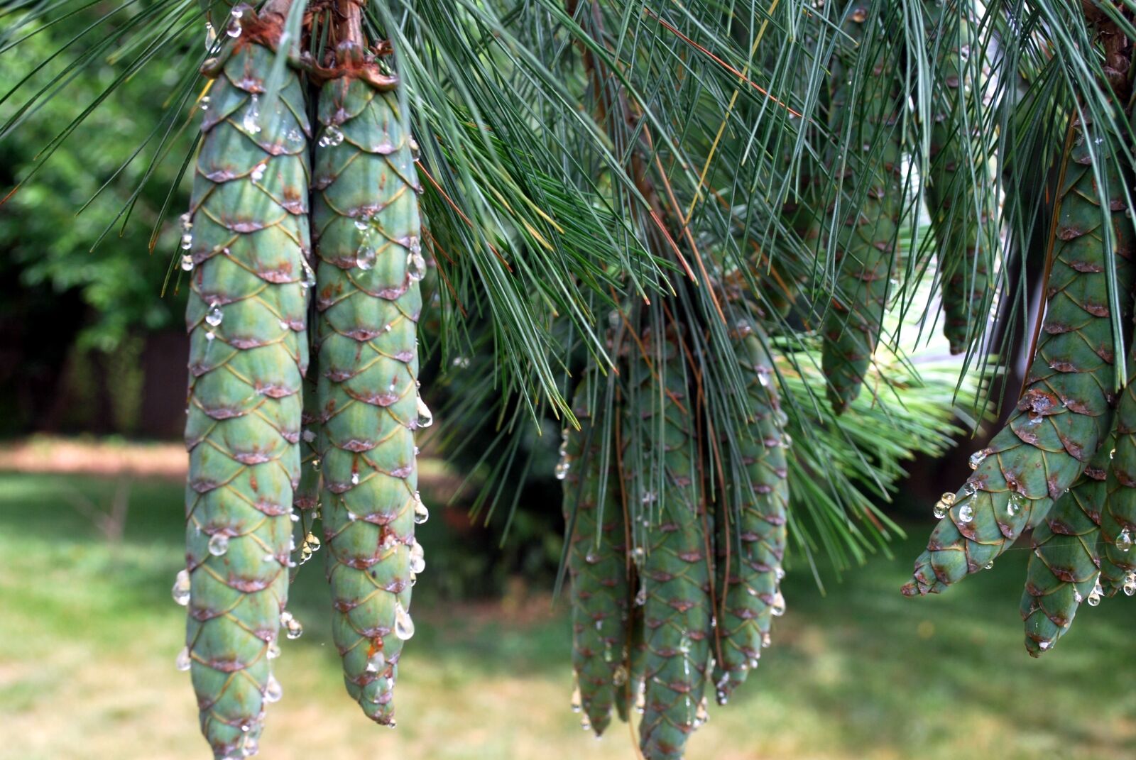 Nikon D60 sample photo. Pine, cone, cones photography