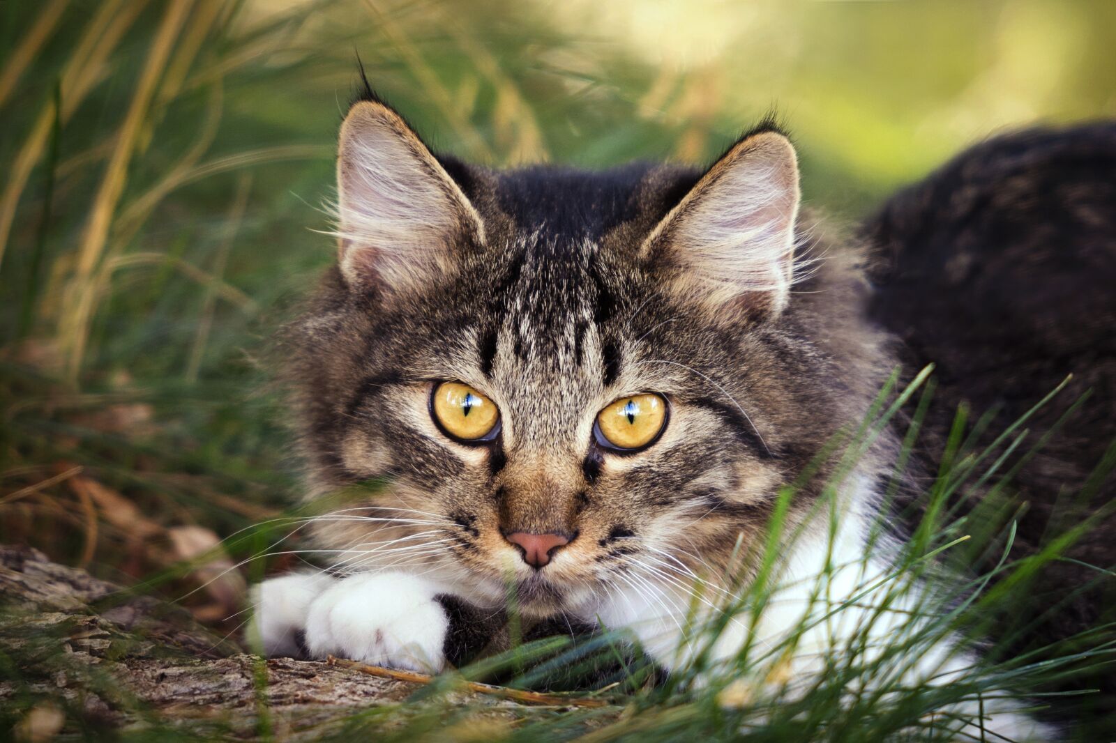 Nikon D7200 sample photo. Nature, animal, cute photography