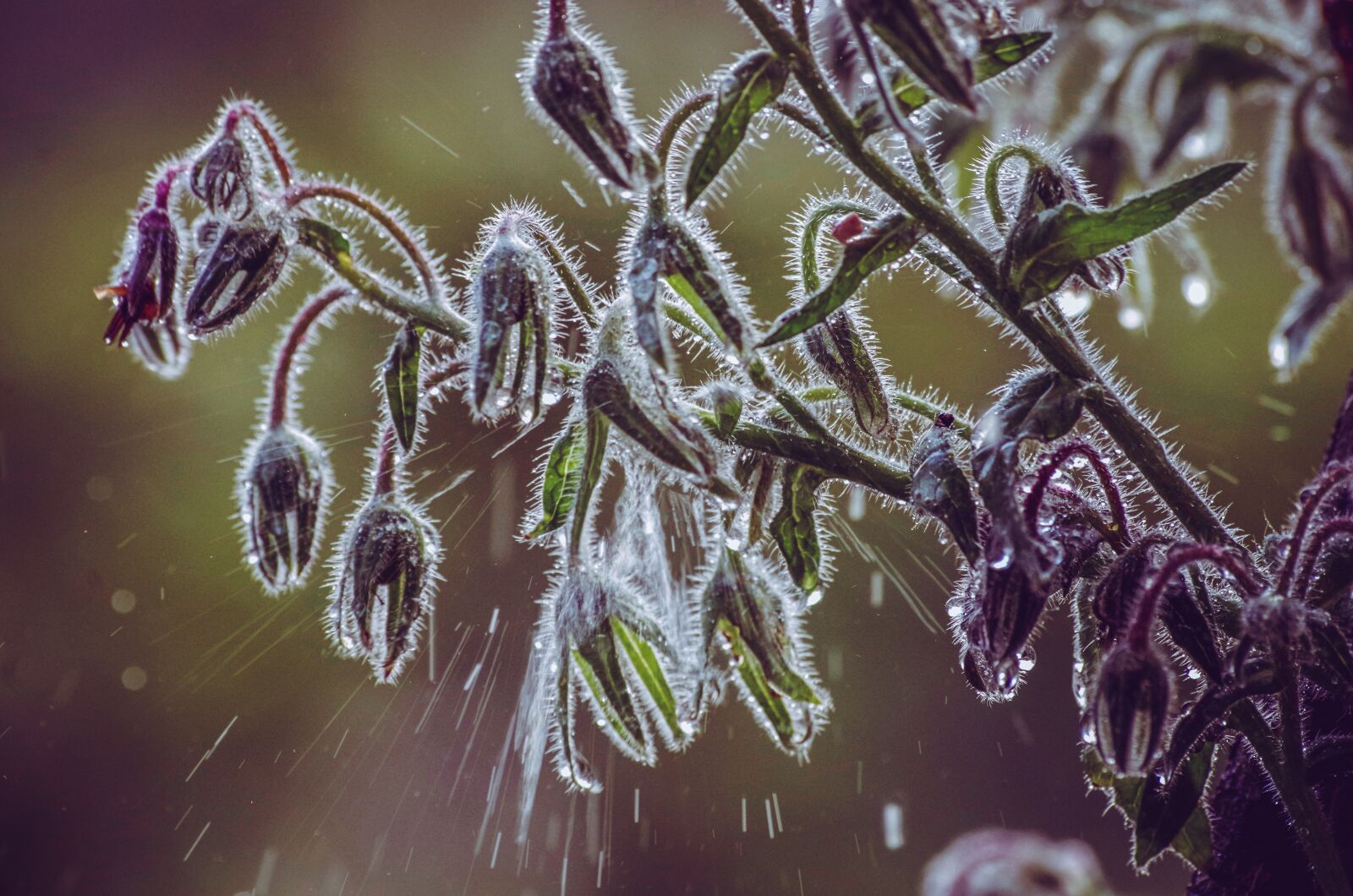 Pentax K-30 sample photo. Plant, drip, raindrop photography