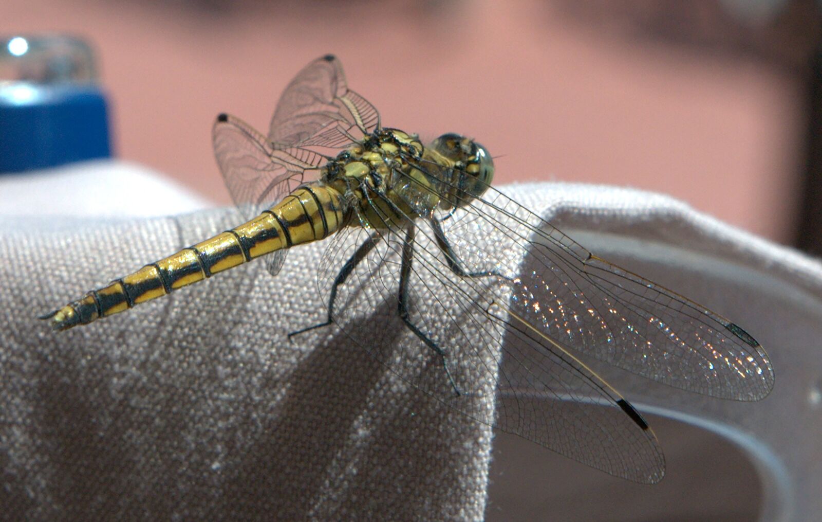 Nikon D300 sample photo. Dragonfly, insect, wing photography