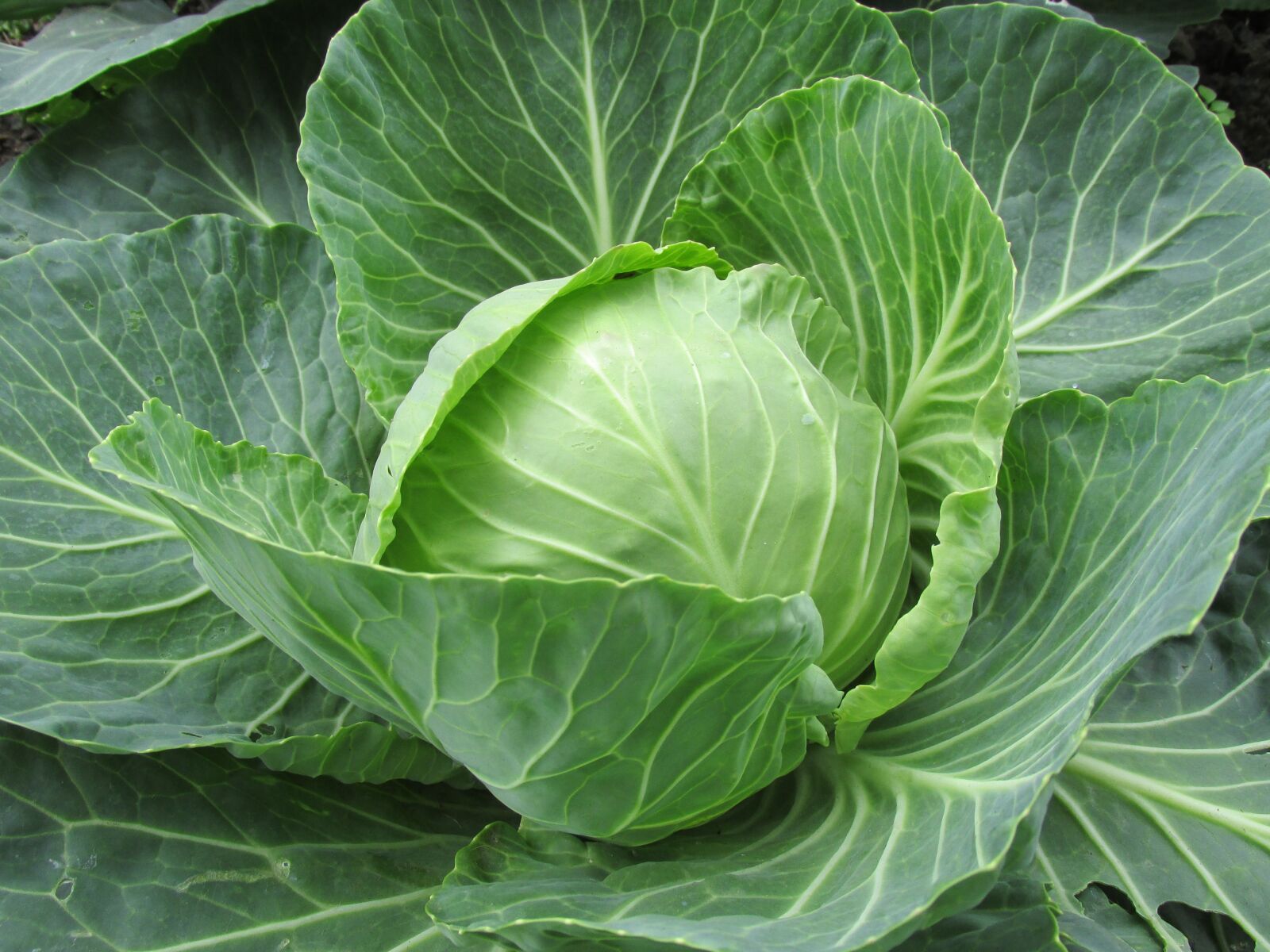 Canon PowerShot SX160 IS sample photo. White cabbage, cabbage, cabbage photography