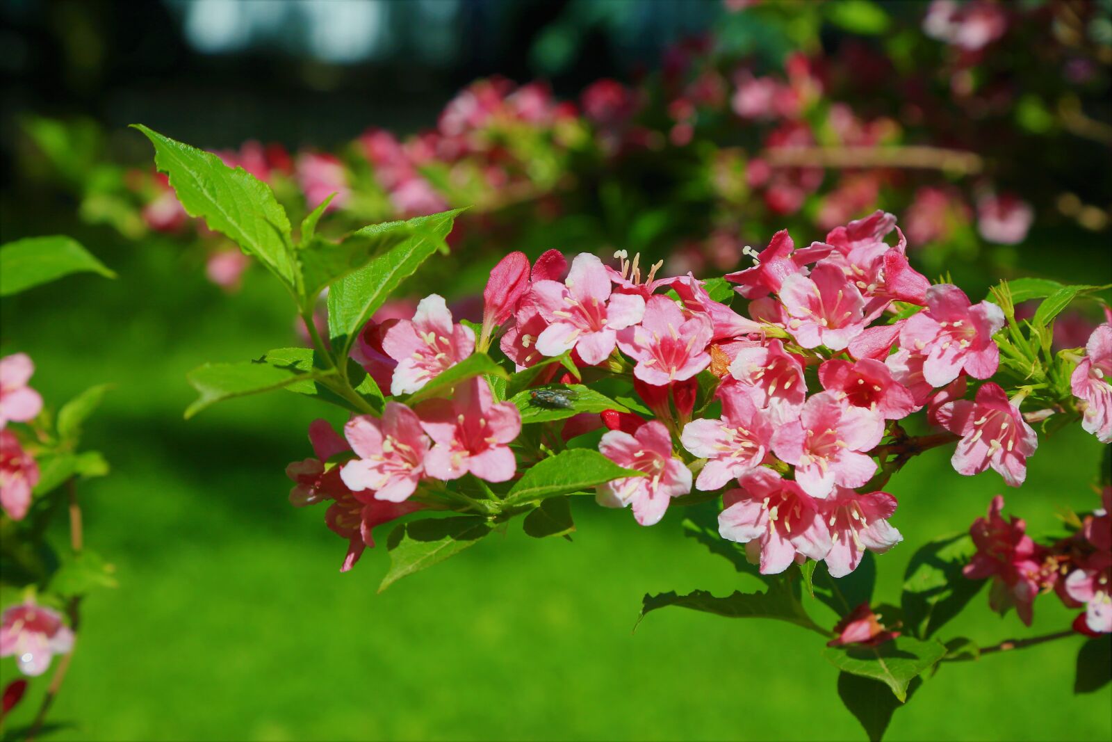 Canon EF 24-105mm F4L IS USM sample photo. Flower, spring, plant photography