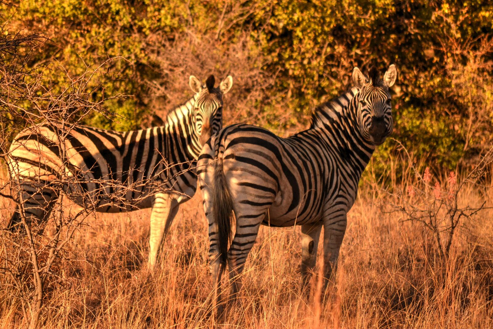 Nikon D3100 sample photo. Africa sun, zebras, safari photography