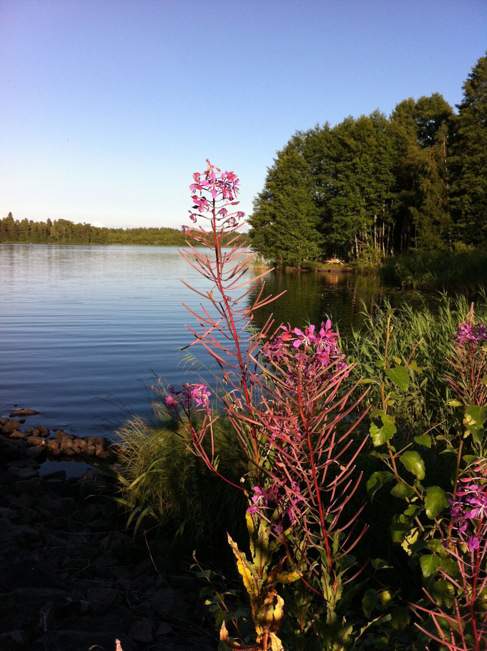 Apple iPhone 4 sample photo. Lake, flowers, forest photography