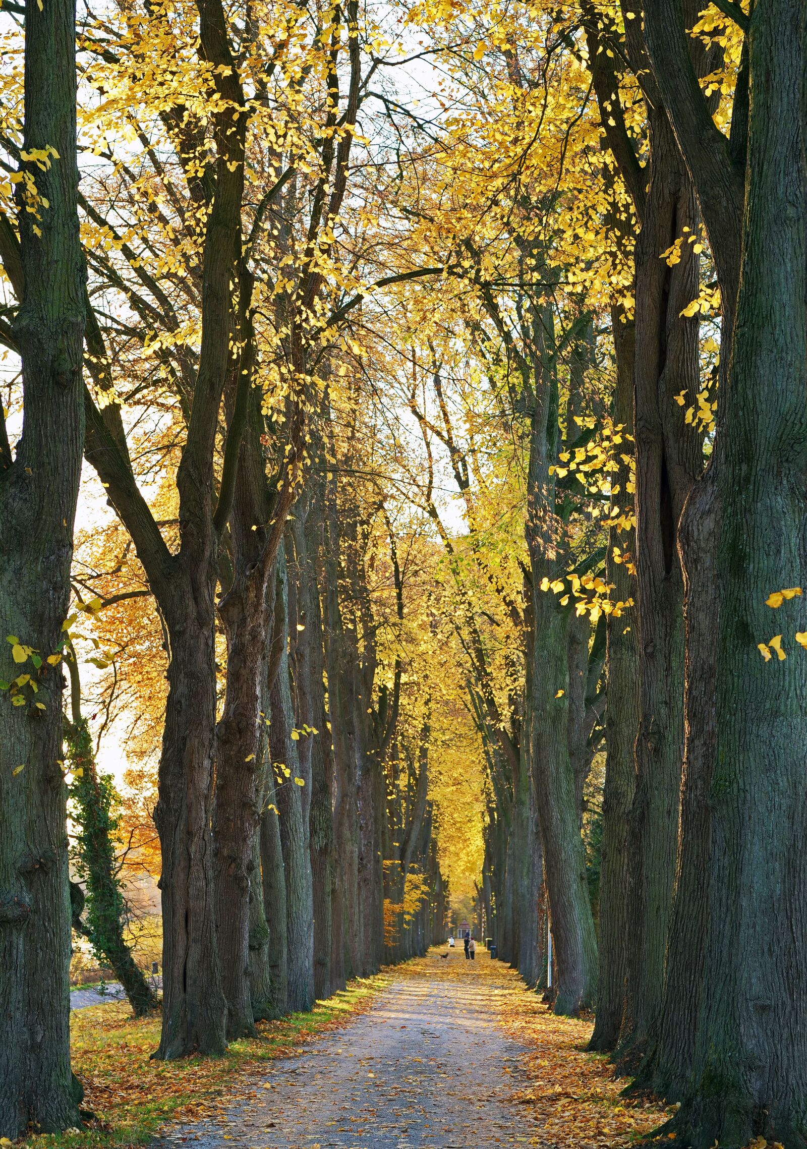 Panasonic Lumix DC-G9 sample photo. Avenue, late autumn, emerge photography