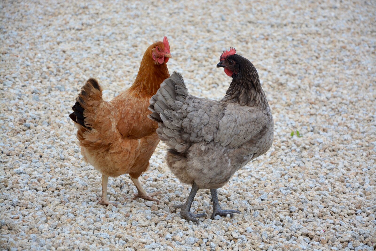 Nikon D5200 sample photo. Hens, chicken, laying hens photography