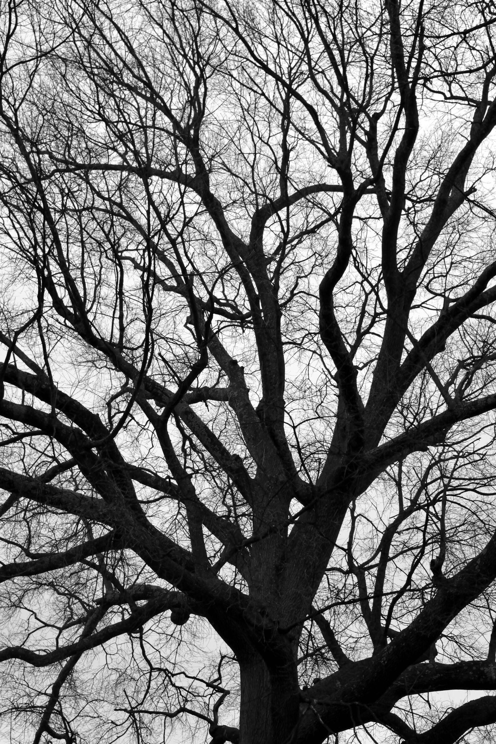 Nikon D3300 sample photo. Tree, branch, wood photography