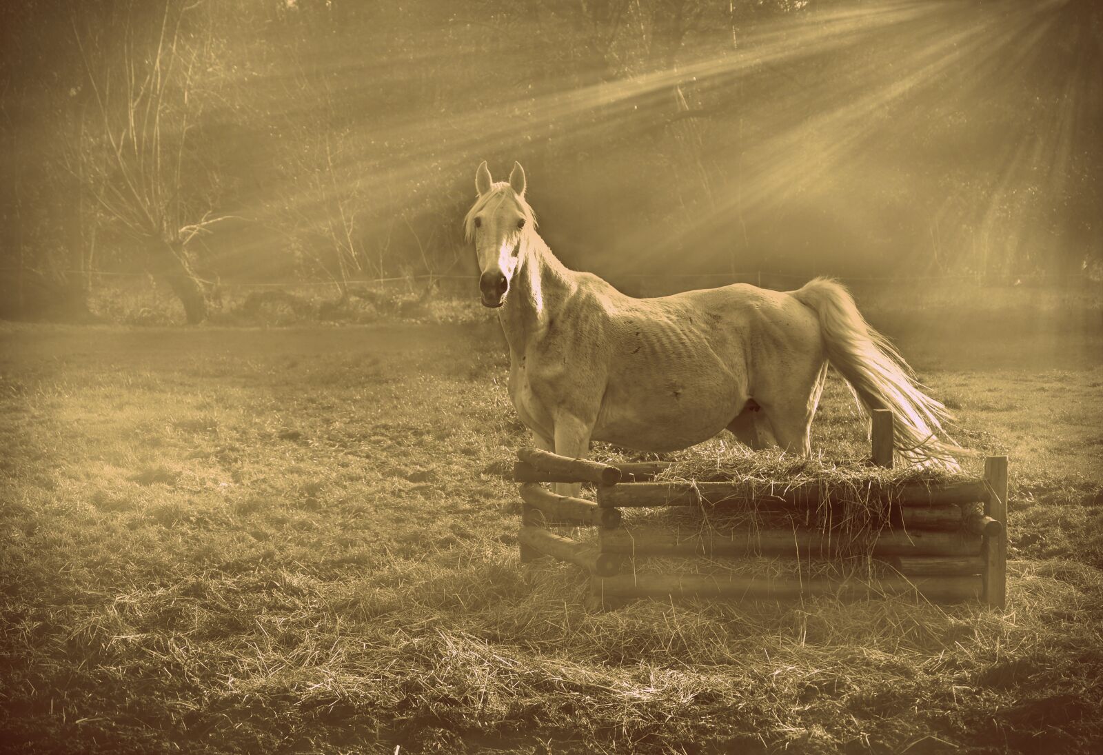 Nikon D5600 sample photo. Horse, mold, mare photography