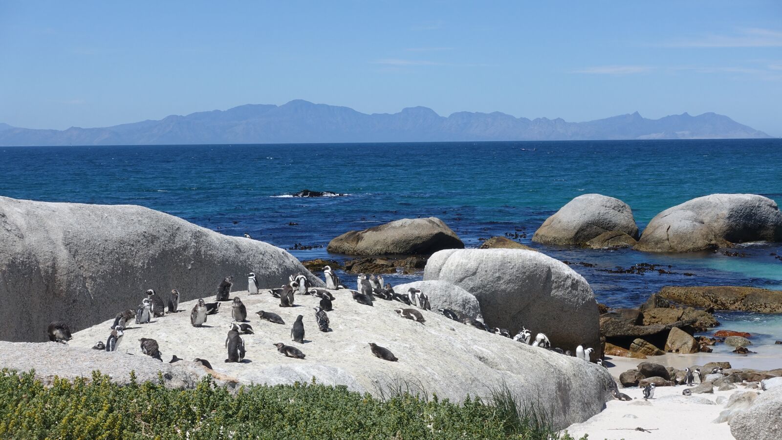 Sony Cyber-shot DSC-RX100 IV sample photo. Penguin, sea view, sunshine photography
