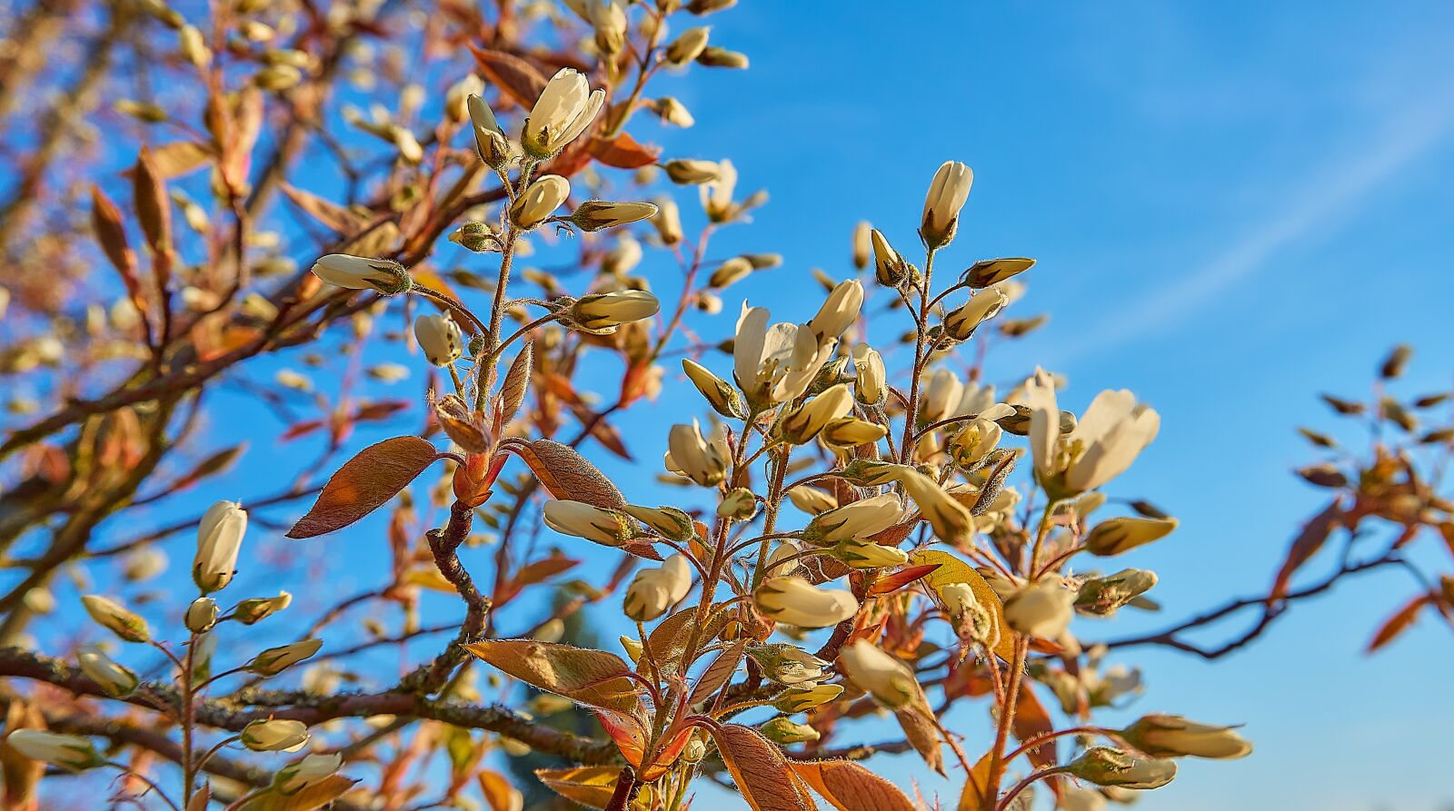 Sony a6000 sample photo. Copper rock pear, flowers photography