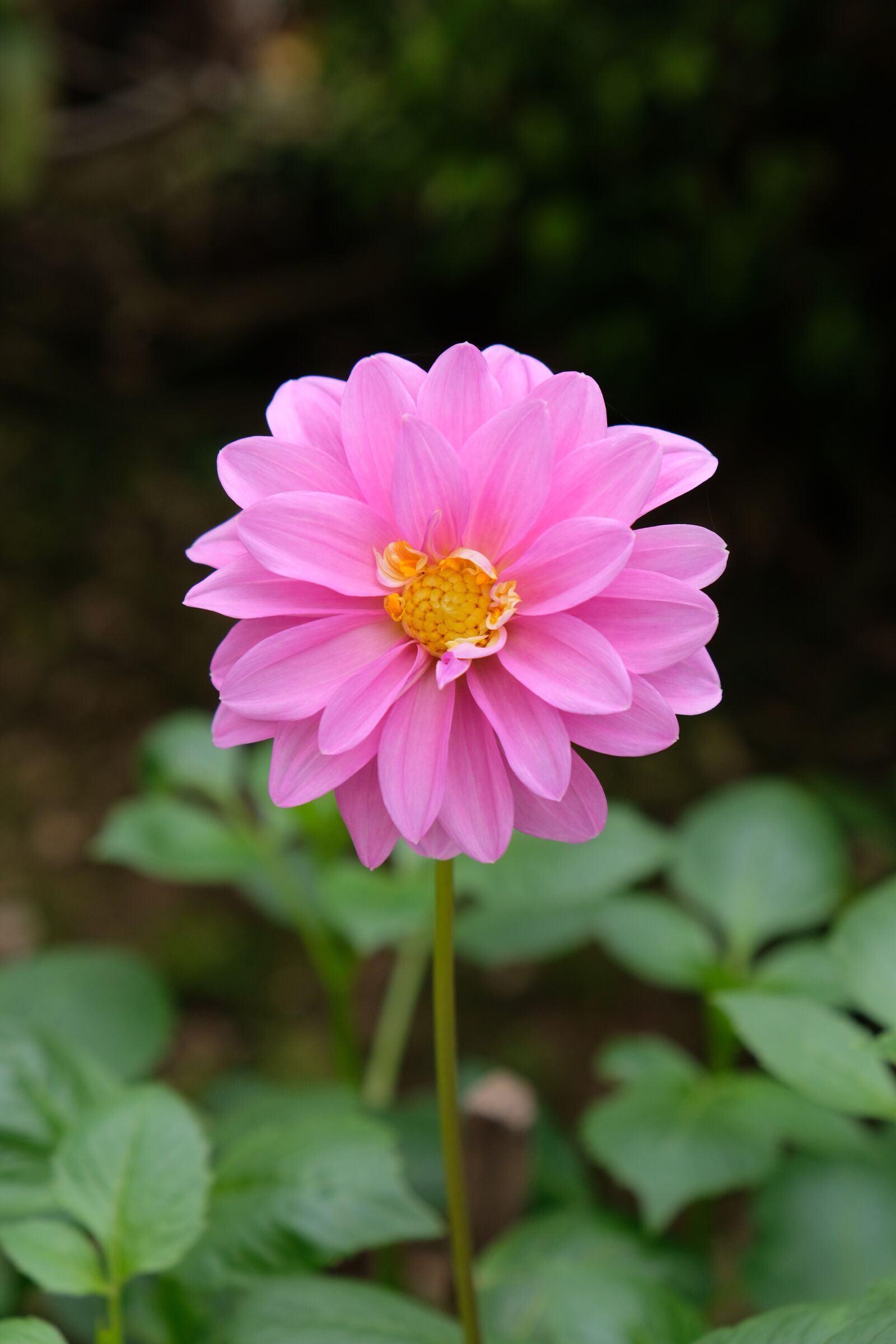 Fujifilm X-E3 sample photo. Flower, the garden, throat photography