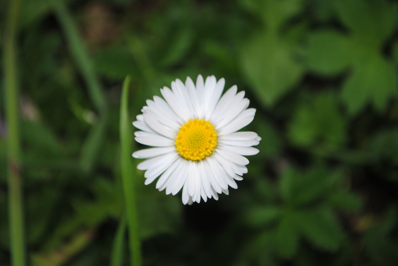 Nikon D3000 sample photo. Margaret, garden, nature photography
