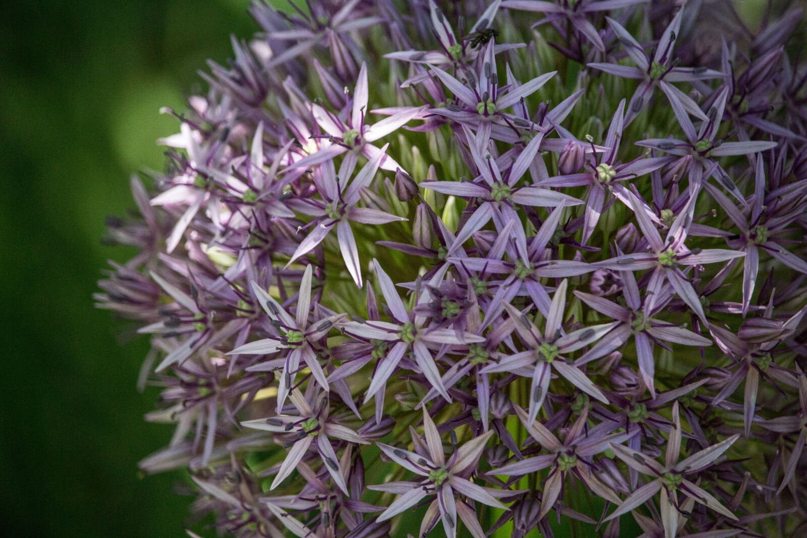 Canon EF-S 55-250mm F4-5.6 IS STM sample photo. Ornamental onion, purple, blossomed photography
