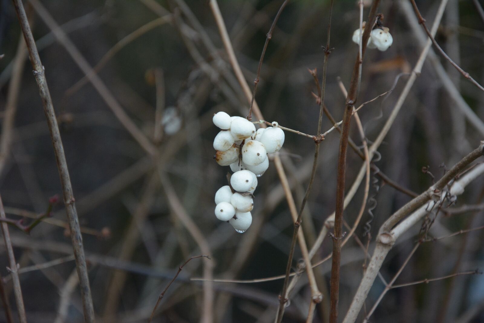 Nikon D5200 sample photo. Nature, white, flowers photography