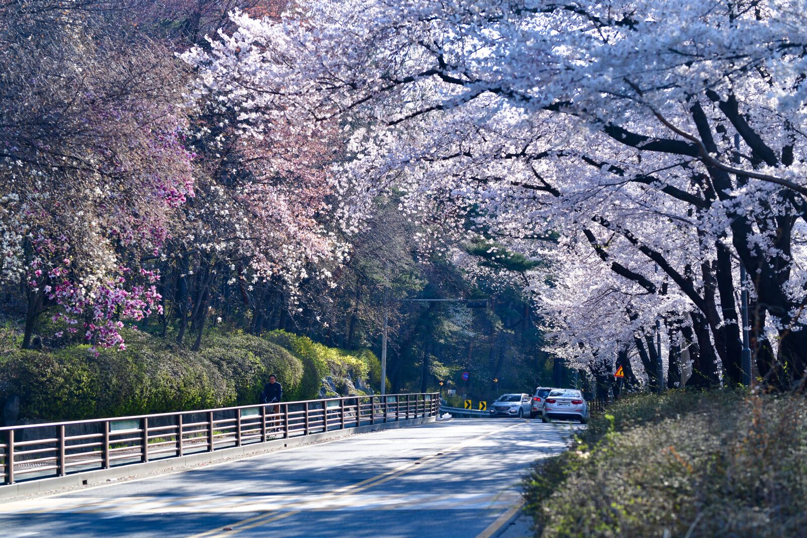 Nikon D850 sample photo. Cherry blossoms, road, trees photography