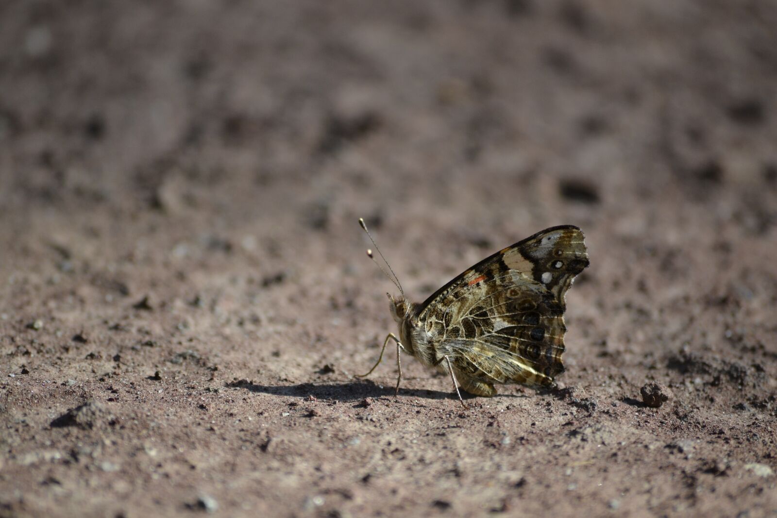 Nikon D3100 sample photo. Butterfly, earth, fauna photography