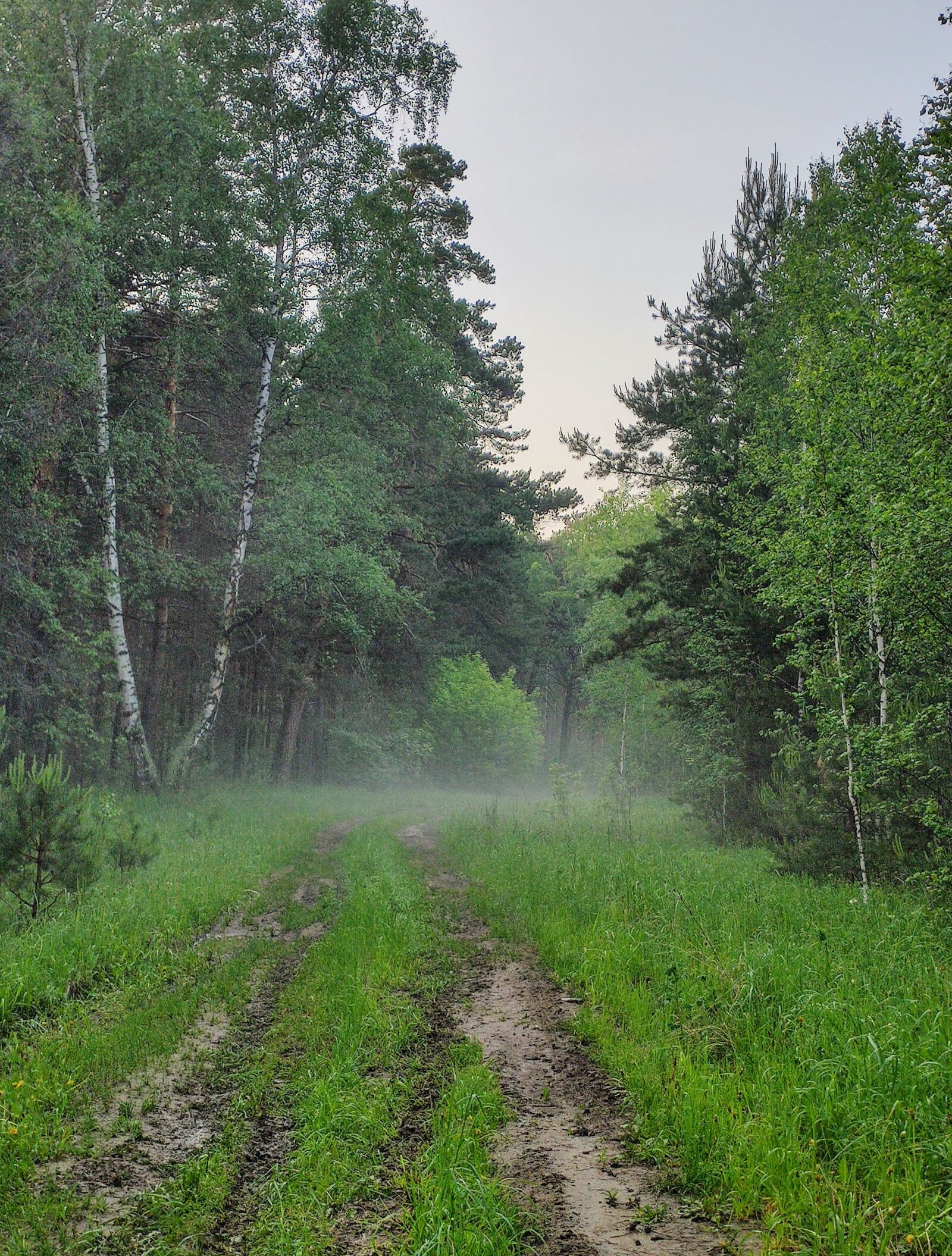 Xiaomi MI 9 sample photo. Green, tree, forest photography