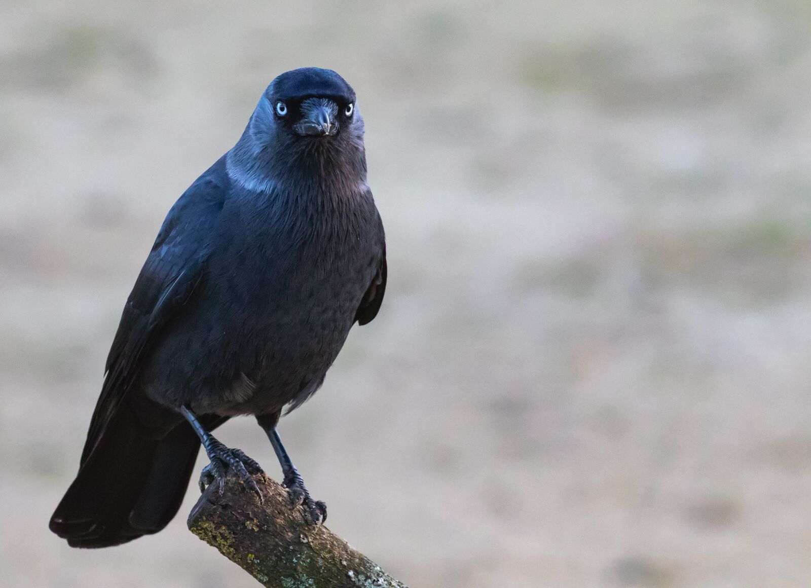 Canon EOS 7D Mark II sample photo. Jackdaw, black bird, corvid photography