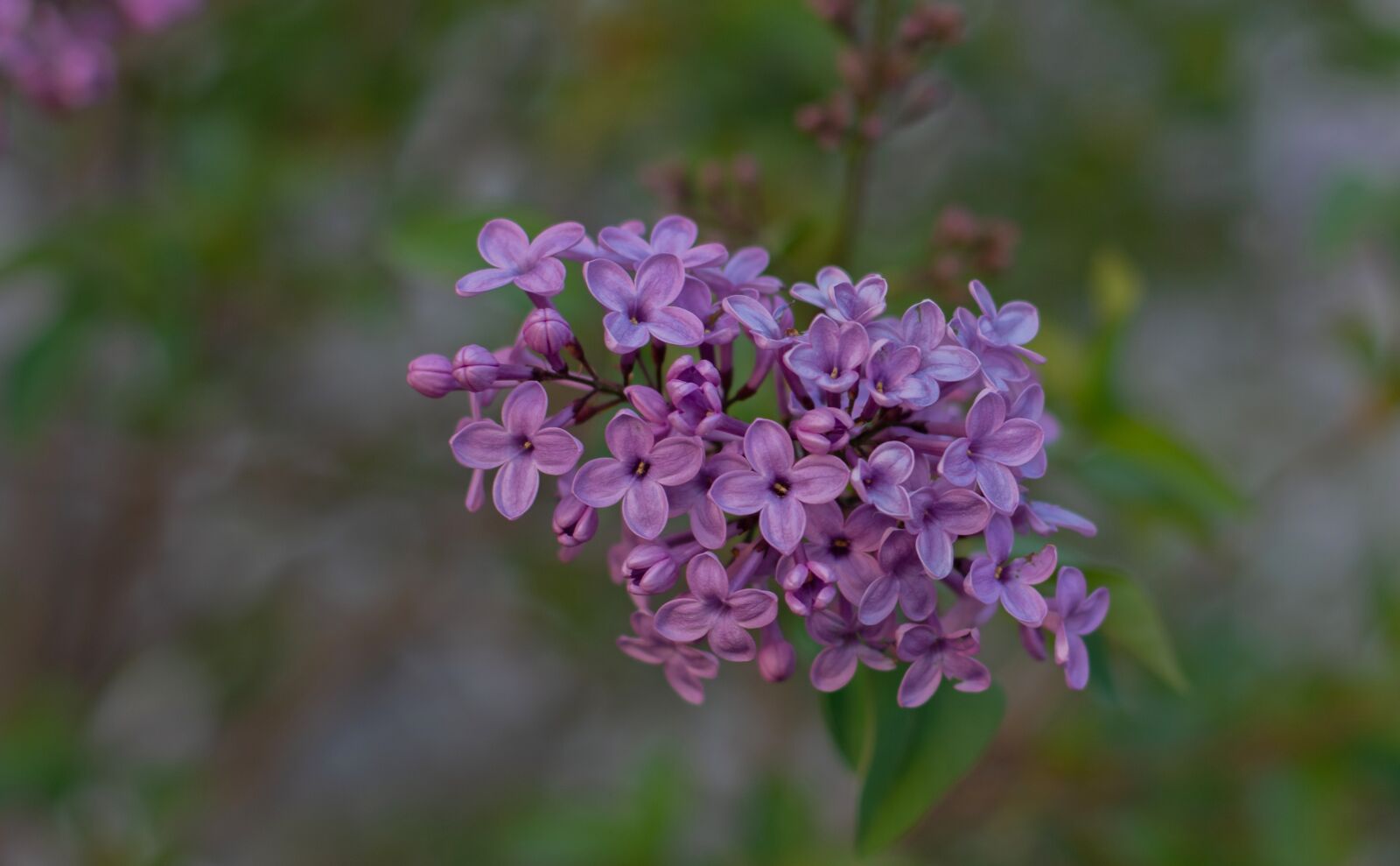 Nikon D7100 sample photo. Lilac, spring, purple photography